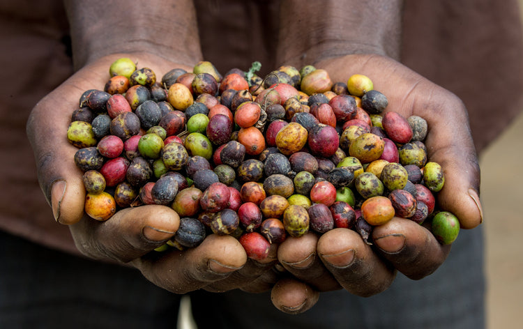 TAMU Premium Kenyan Coffee
